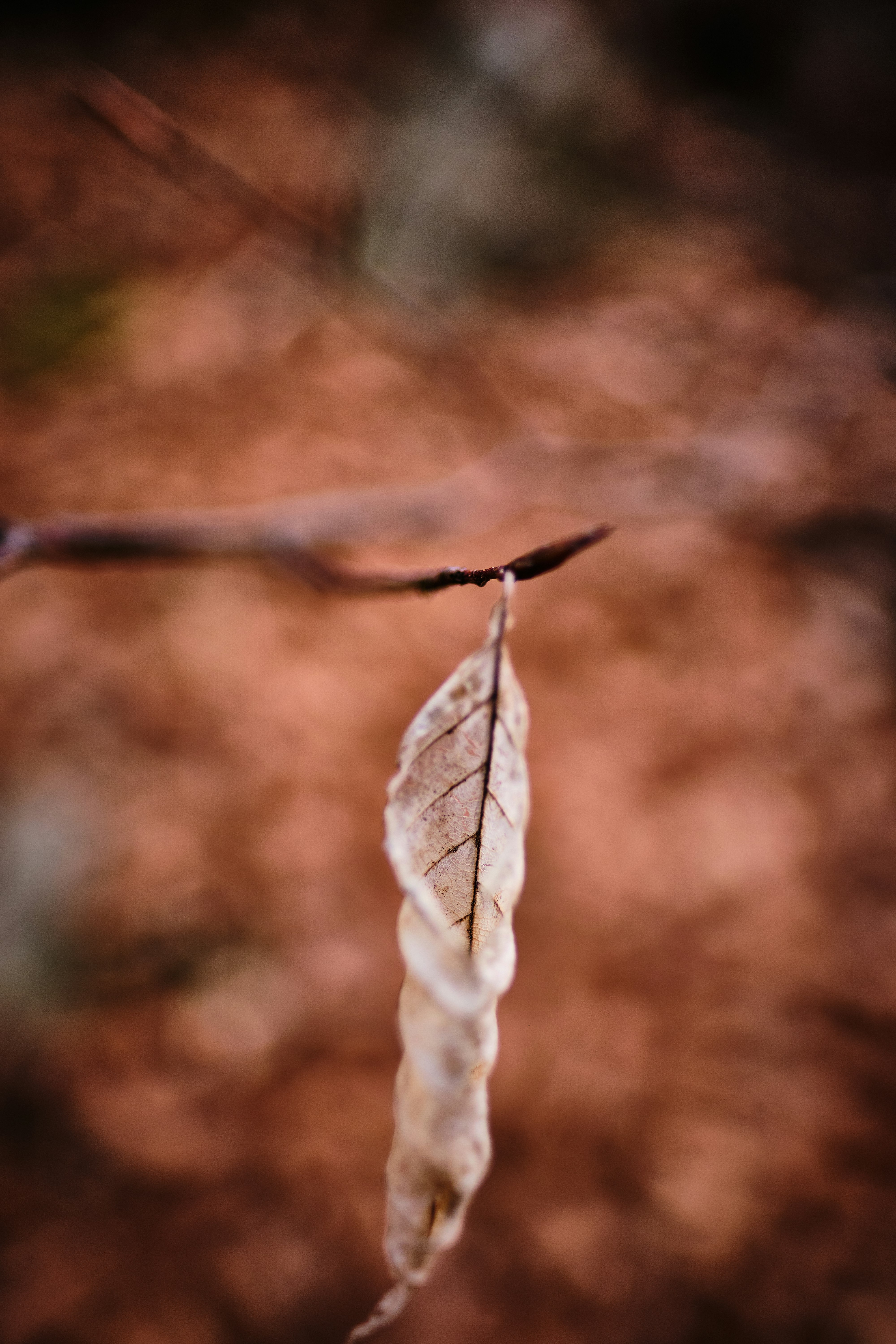 white and brown dried leaf