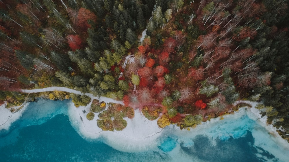 aerial view of trees and body of water