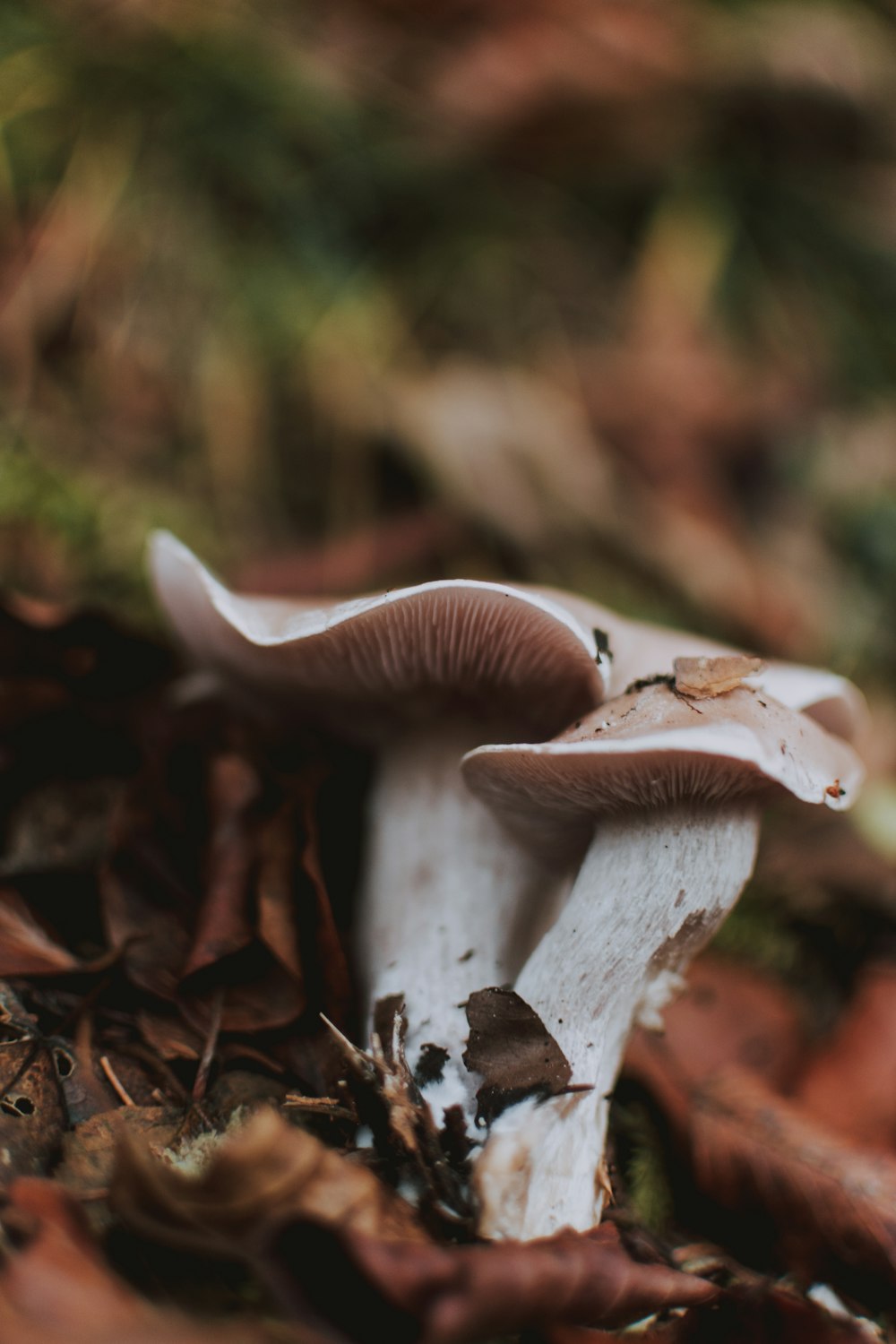 white and brown mushroom in tilt shift lens