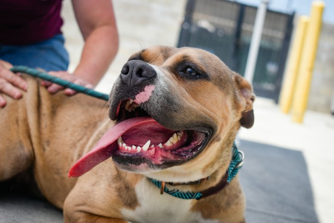 A brown and white dog with a blue collar available for adoption
