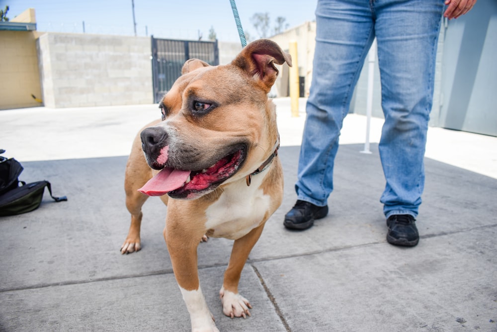 brown and white american pitbull terrier mix