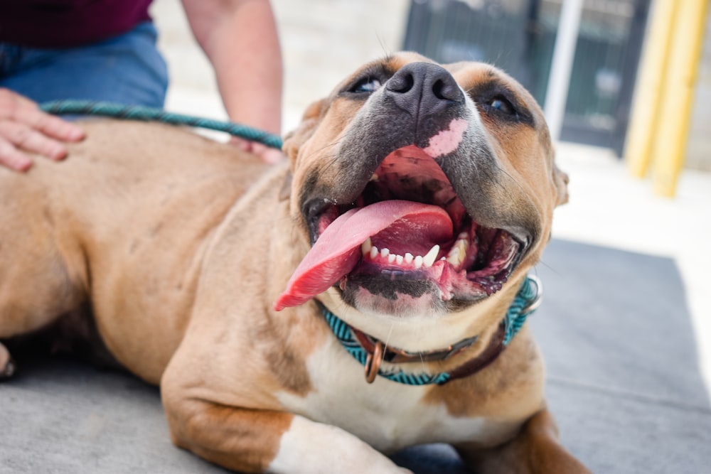 brown and white short coated dog