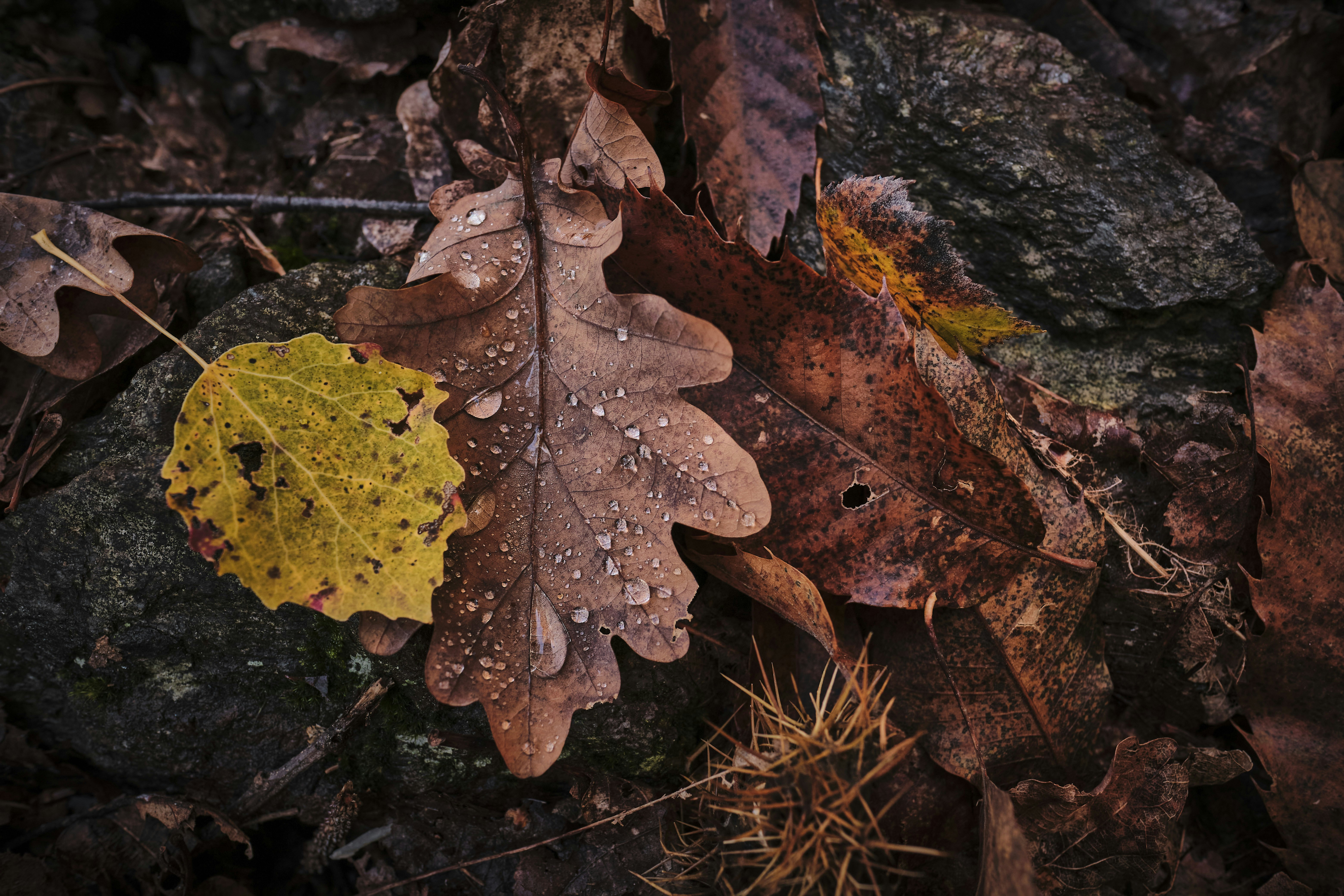 autumn leaf wallpaper, wallpaper, Leaf Crafts for Adults: Creative Ideas & Projects 1