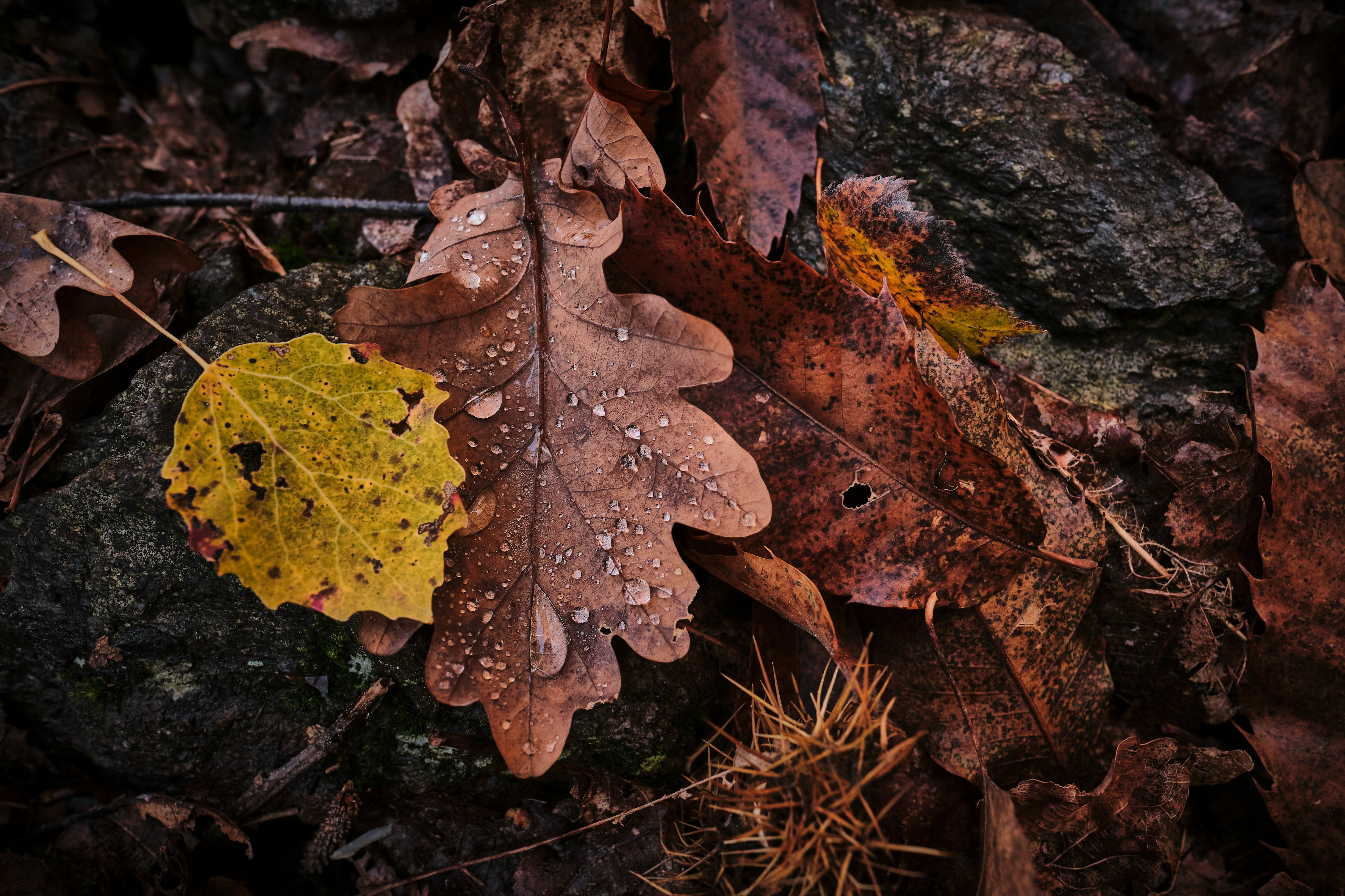 brown dried leaf on black rock