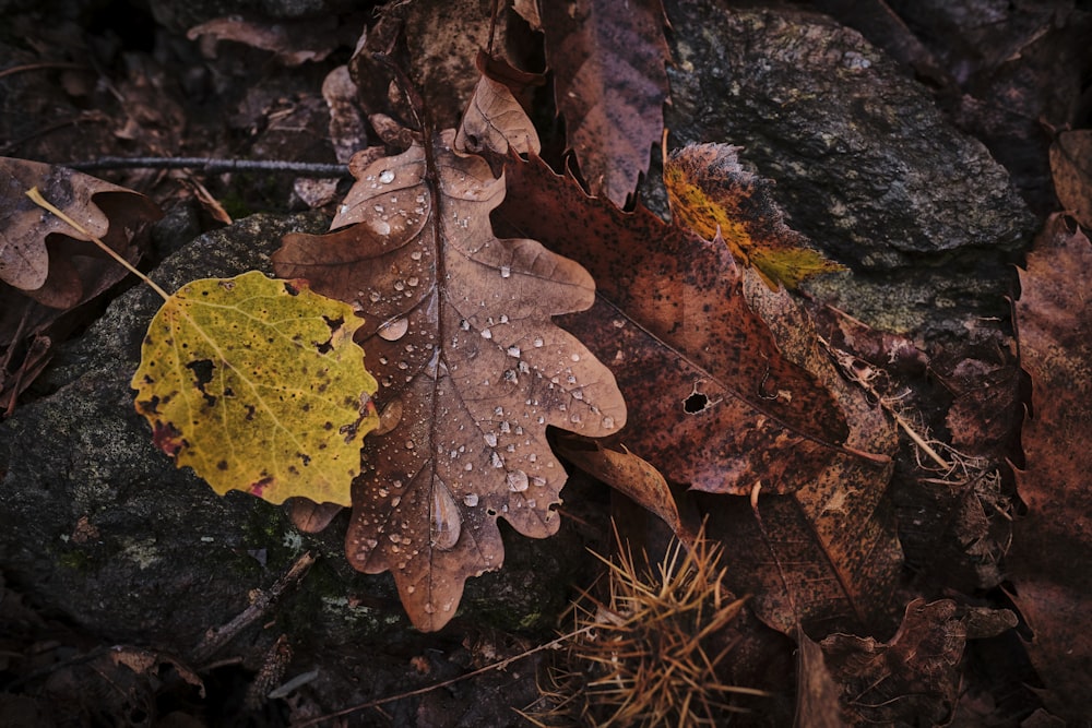 brown dried leaf on black rock