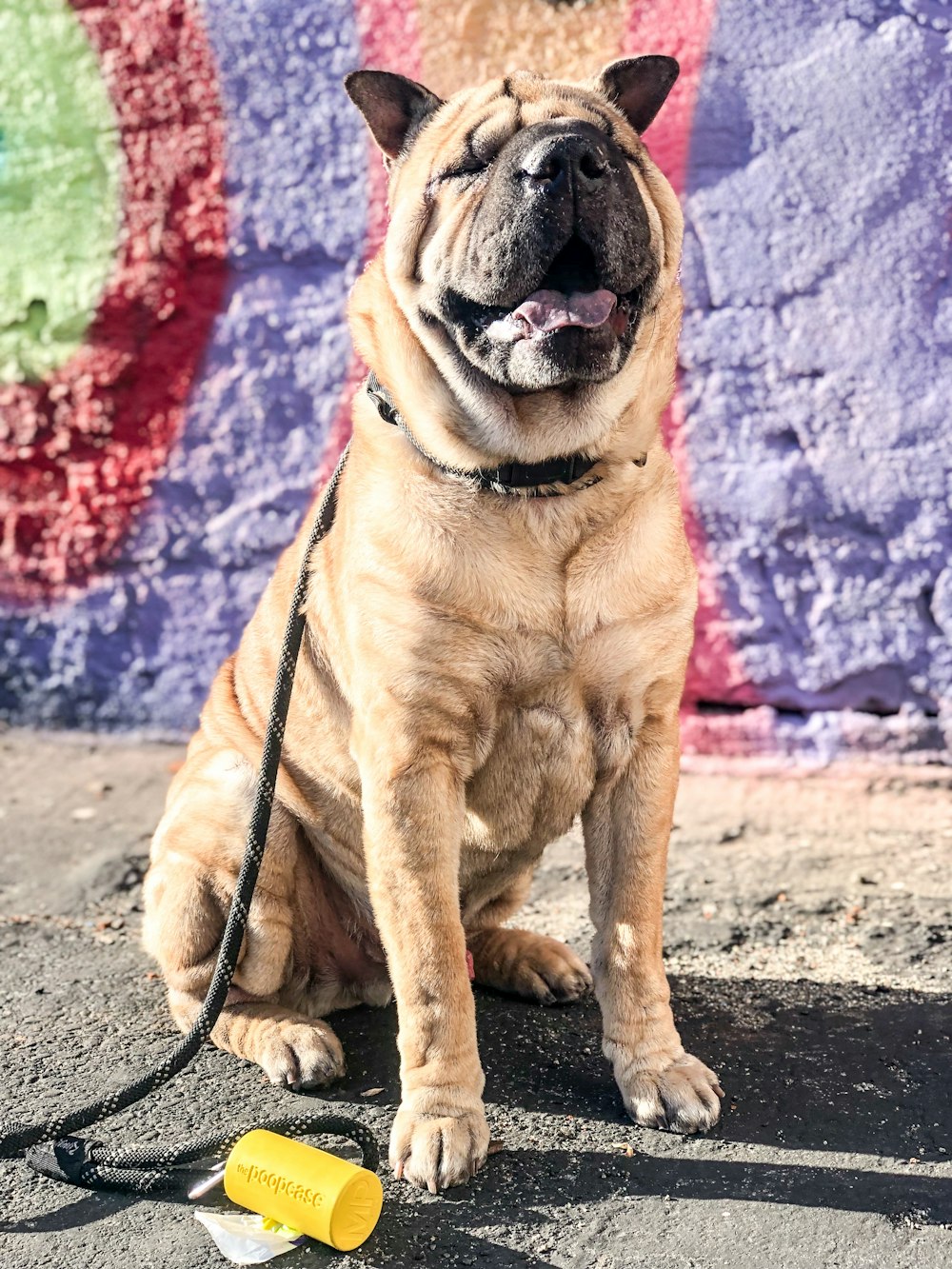 brown short coated dog on gray concrete floor