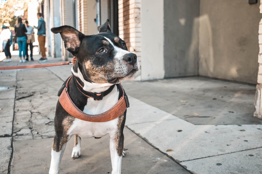 black and white short coat dog with brown leather leash