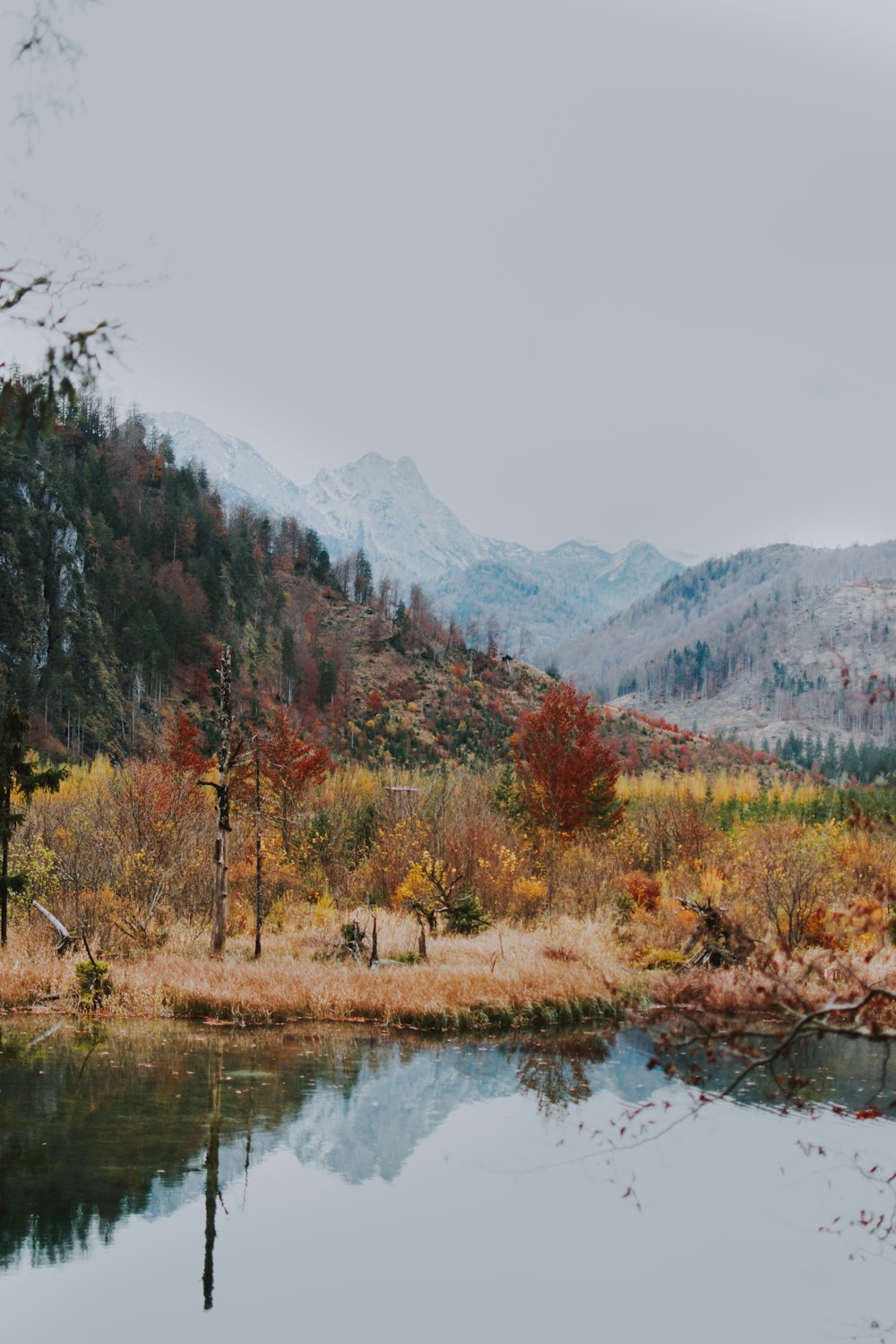 green and brown trees near lake during daytime