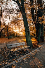 A sunlit park bench surrounded by autumn leaves.