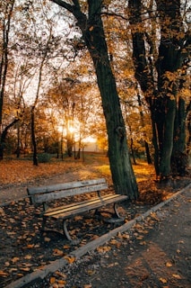 A quiet park bench surrounded by autumn leaves in warm golden light.