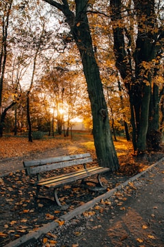 A sunlit park bench surrounded by autumn leaves.