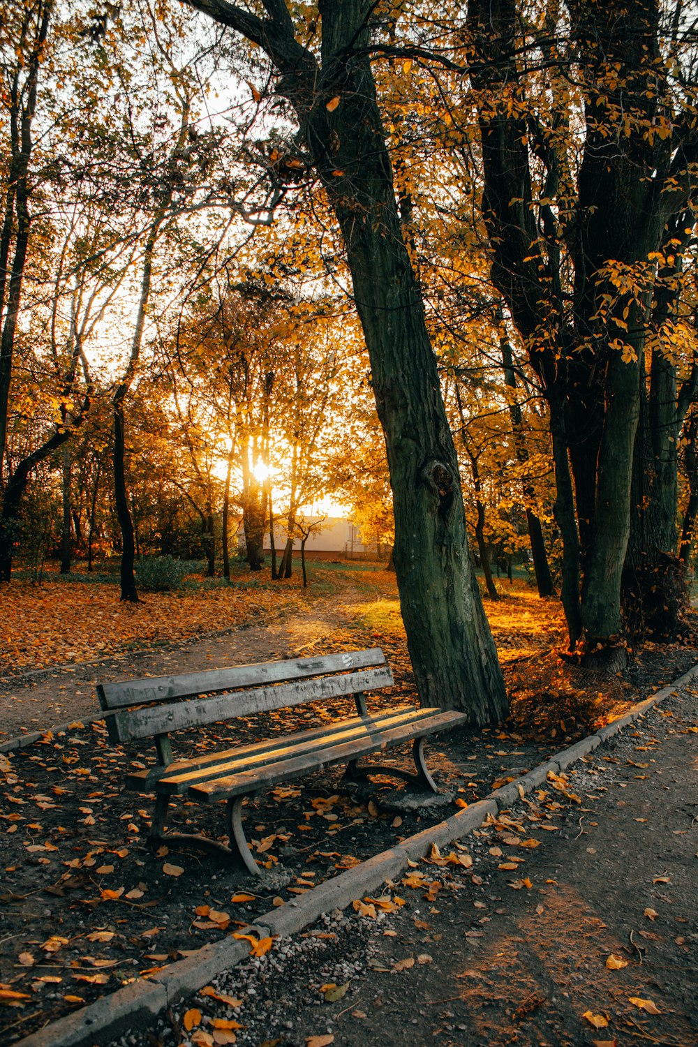 brown wooden bench under brown trees during daytime