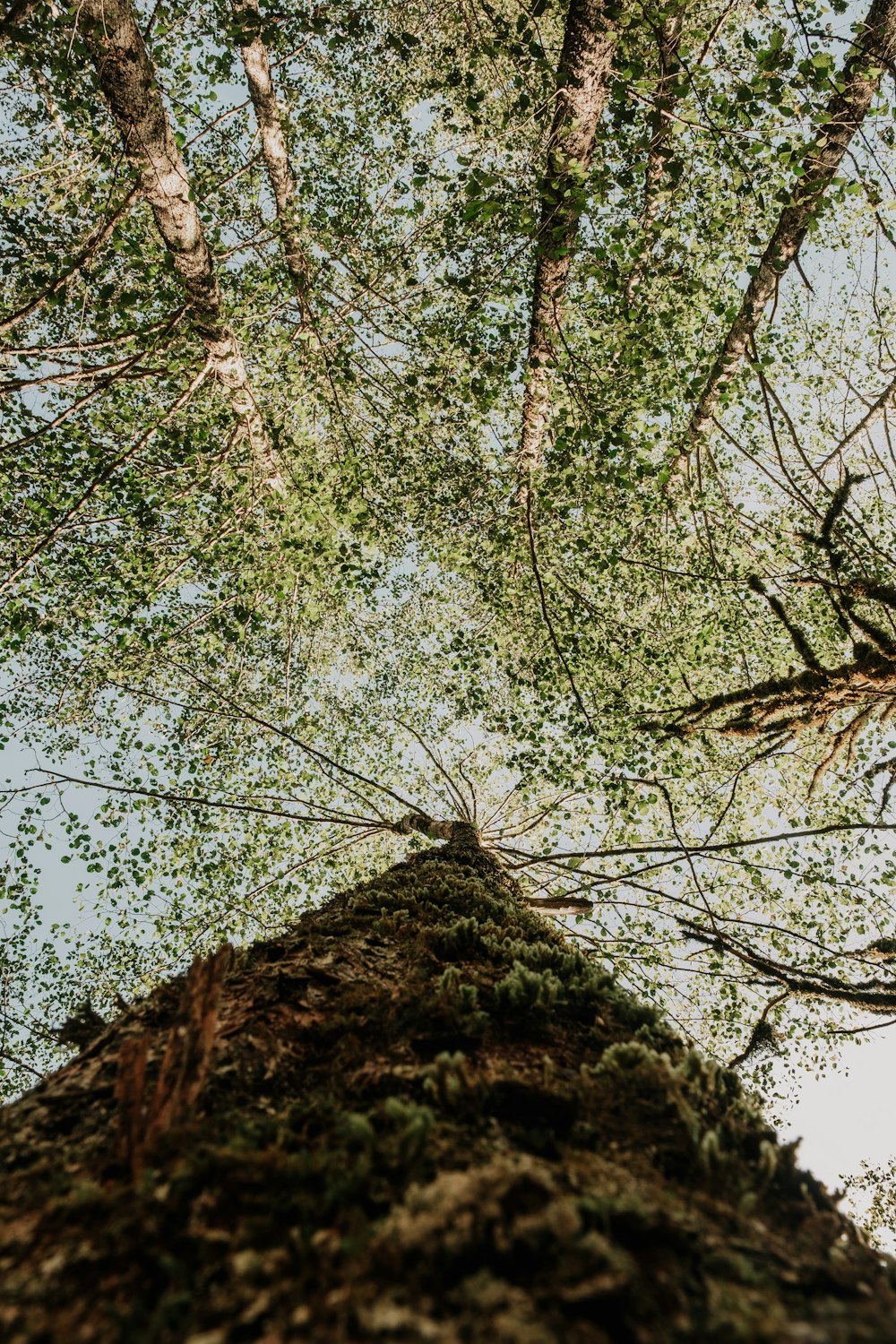 green and brown tree under blue sky during daytime