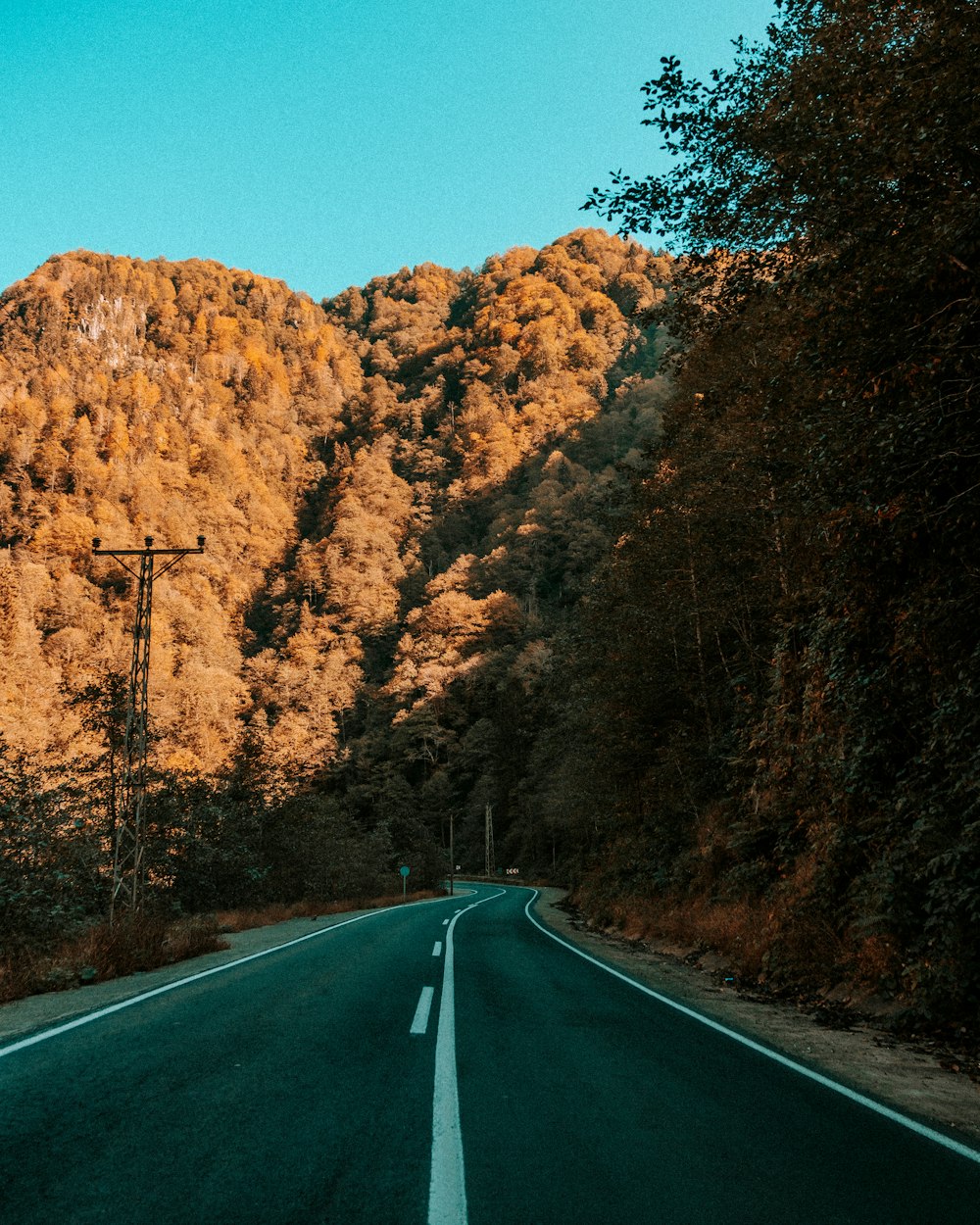 gray asphalt road between brown trees under blue sky during daytime