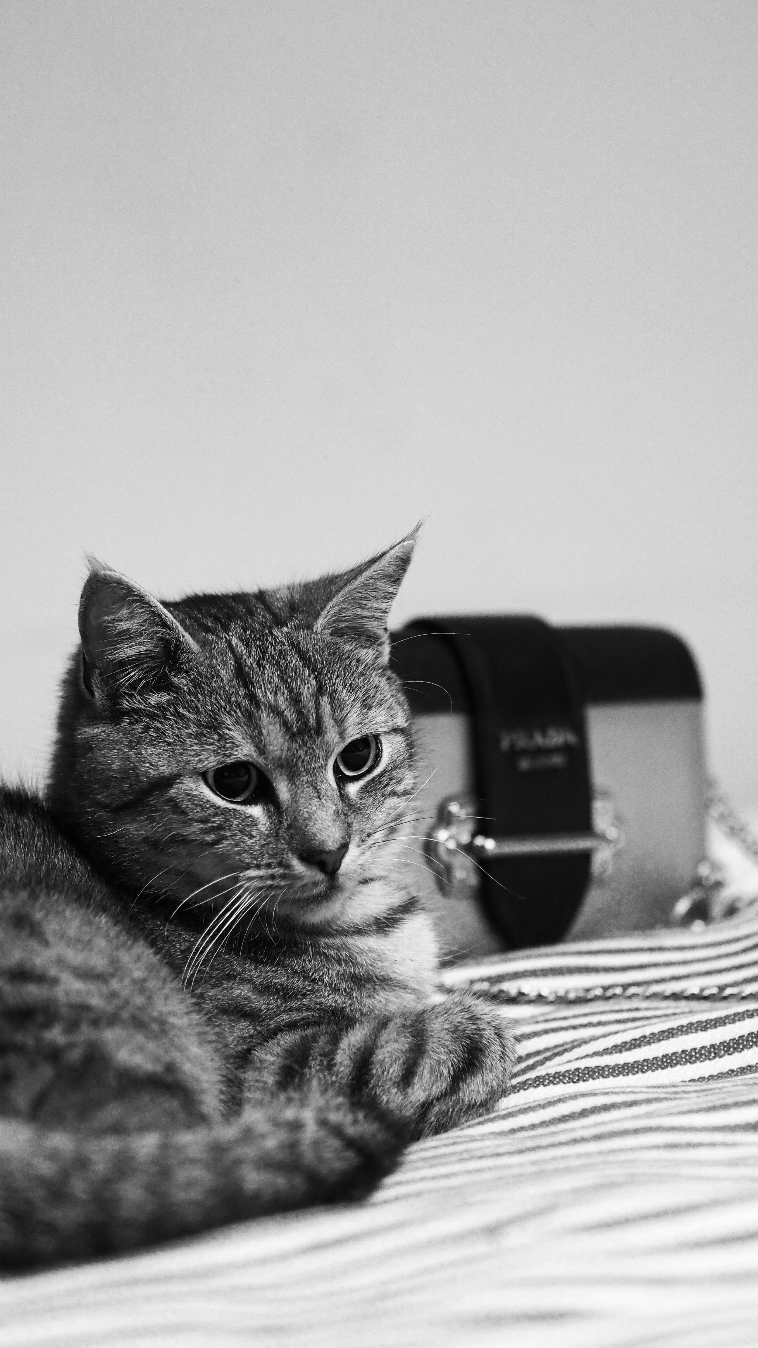 silver tabby cat lying on white and black textile