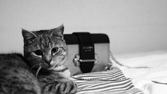 A tabby cat is lying down on a surface with a striped cloth nearby. Behind the cat, there is a handbag with a brand logo on it, and the bag has a strap lying next to it. The scene is in black and white.