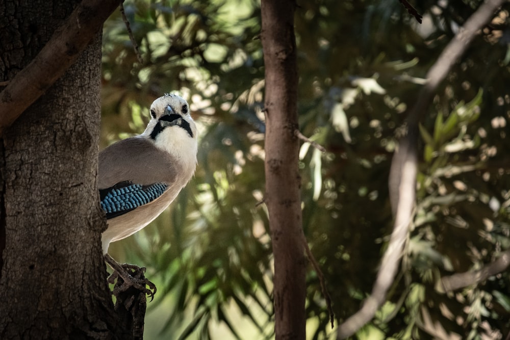 blue and white bird on tree branch during daytime