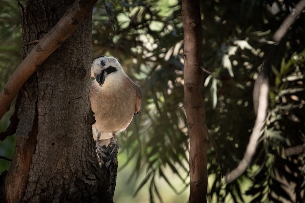 brown and white bird on brown tree branch during daytime