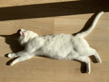 A fluffy white cat stretching contentedly on a wooden floor.