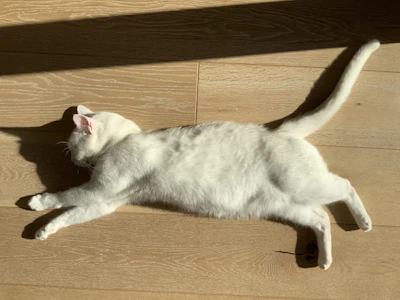 A fluffy white cat stretching contentedly on a wooden floor.