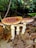A group of red-capped mushrooms with white stems and speckles stands amidst a forest floor covered in brown, dried leaves. The background is filled with blurred greenery and branches that add to the woodland ambiance.