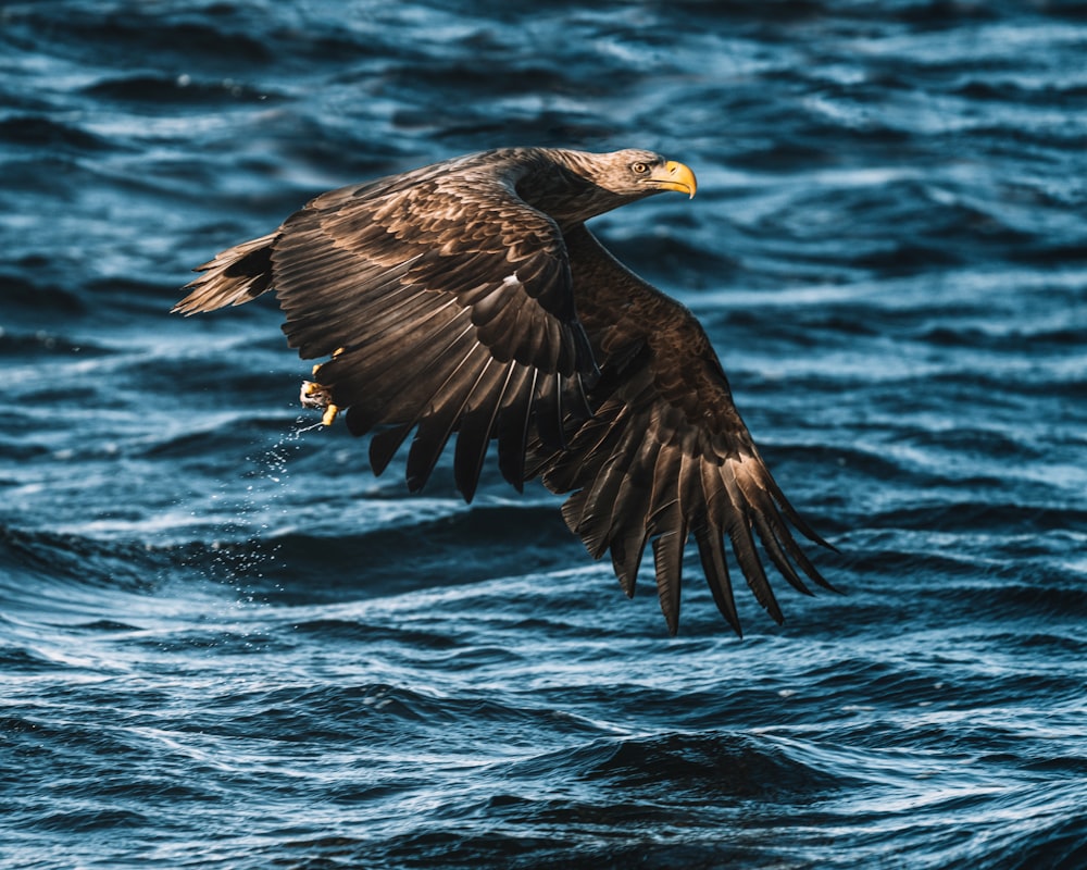 black eagle flying over the sea during daytime
