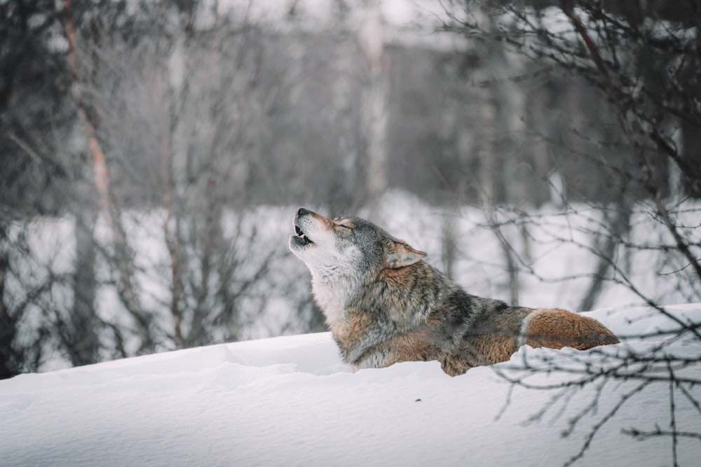 lobo marrón y blanco en suelo nevado