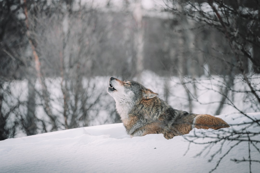  brown and white wolf on snow covered ground wolf