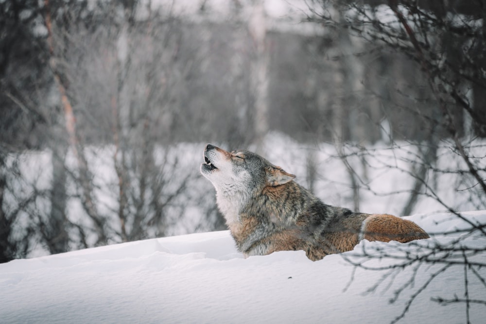 brown and white wolf on snow covered ground