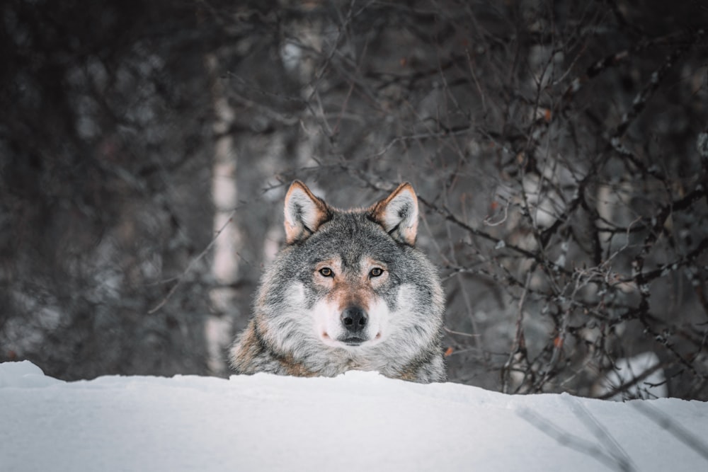 雪に覆われた地面に茶色と黒のオオカミ