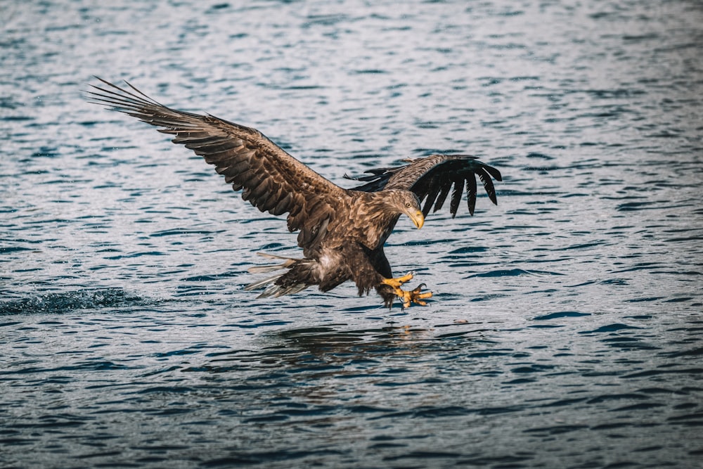 Águila marrón volando sobre el mar durante el día