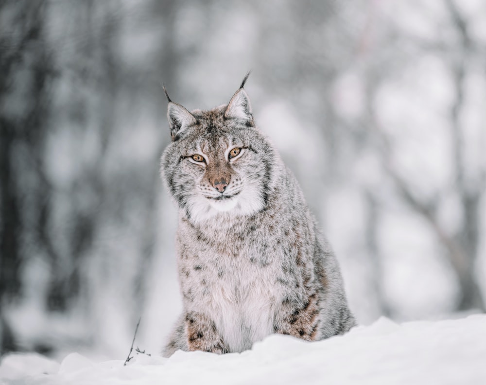 Braune und schwarze Katze auf schneebedecktem Boden