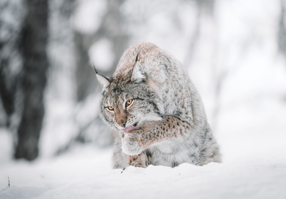 brown and black cat on snow covered ground