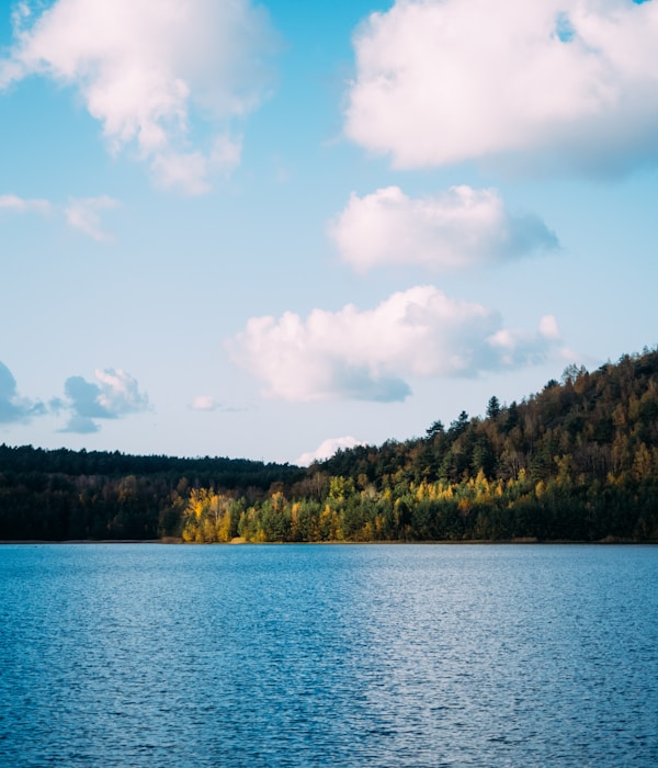 green trees beside body of water under white clouds and blue sky during daytime