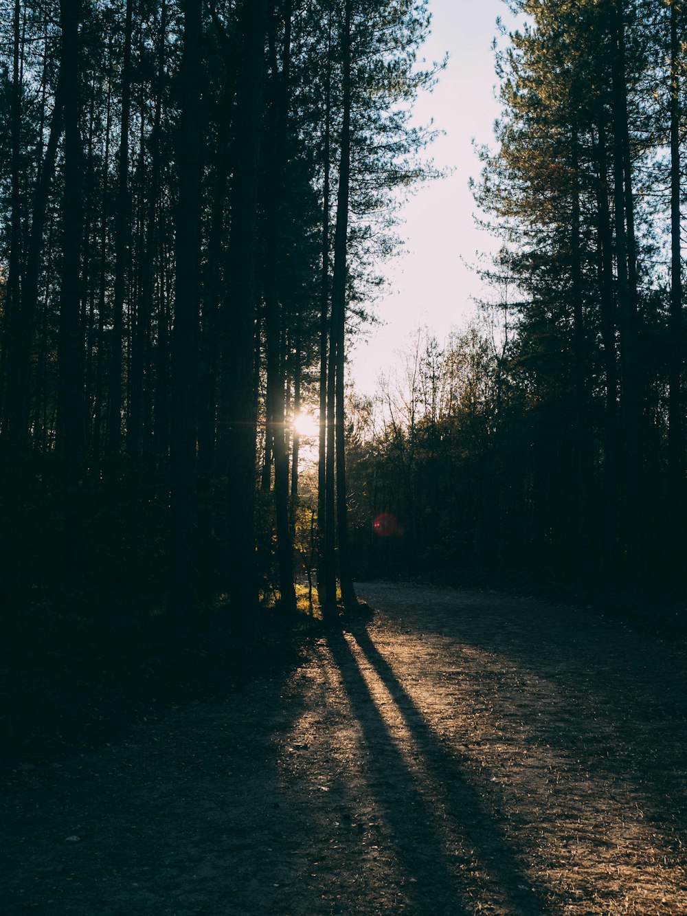 silhouette of trees during daytime