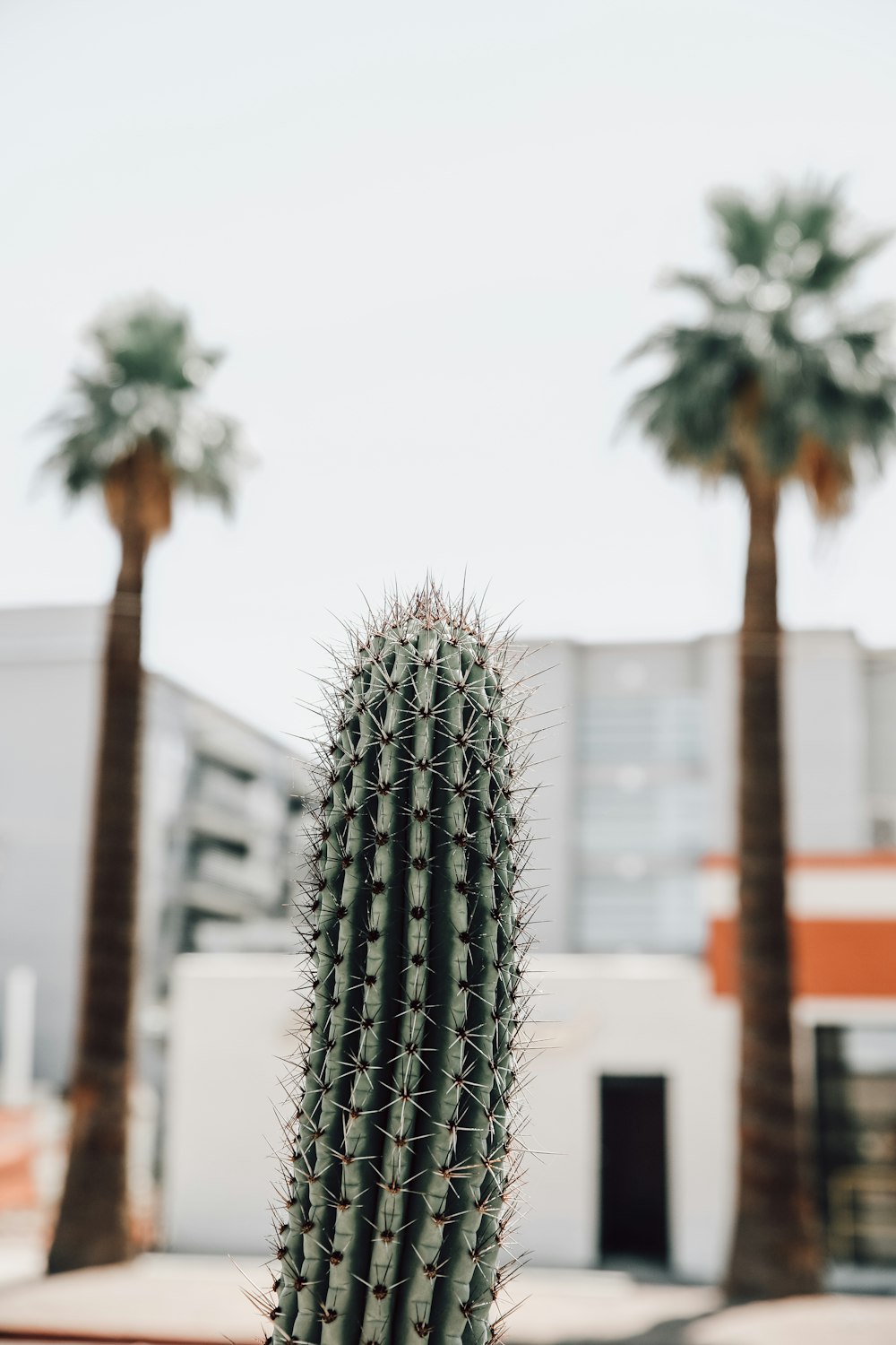 green cactus in front of white and red building during daytime