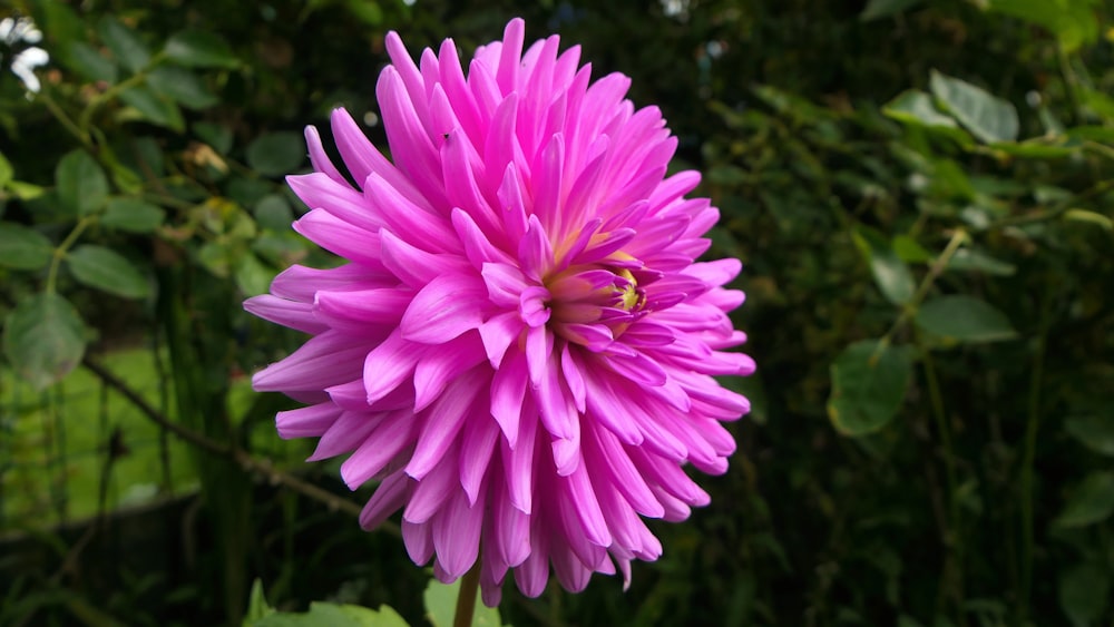 pink flower in tilt shift lens