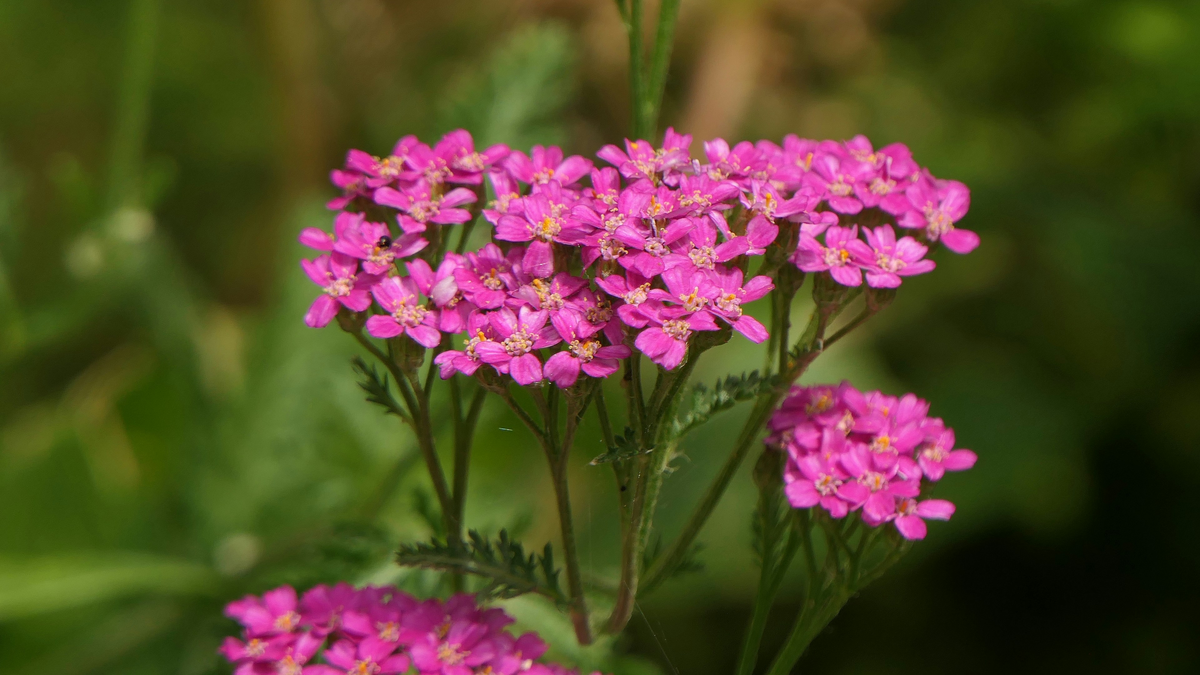 Photo by davidwhite50