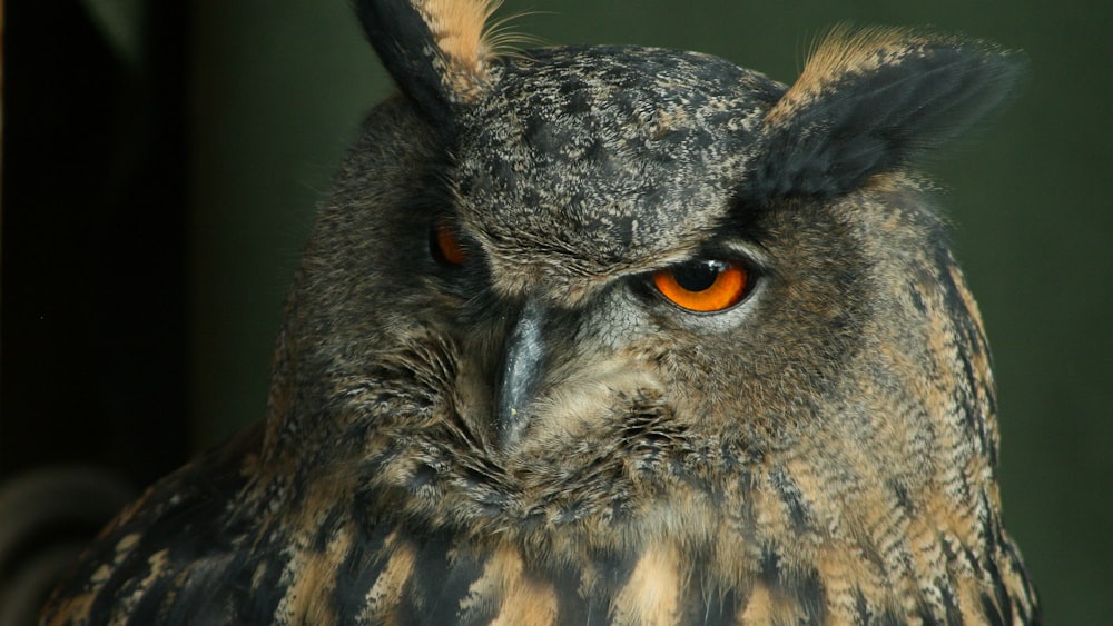 brown and black owl in close up photography