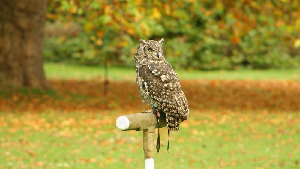 brown and white owl on brown wooden stick during daytime