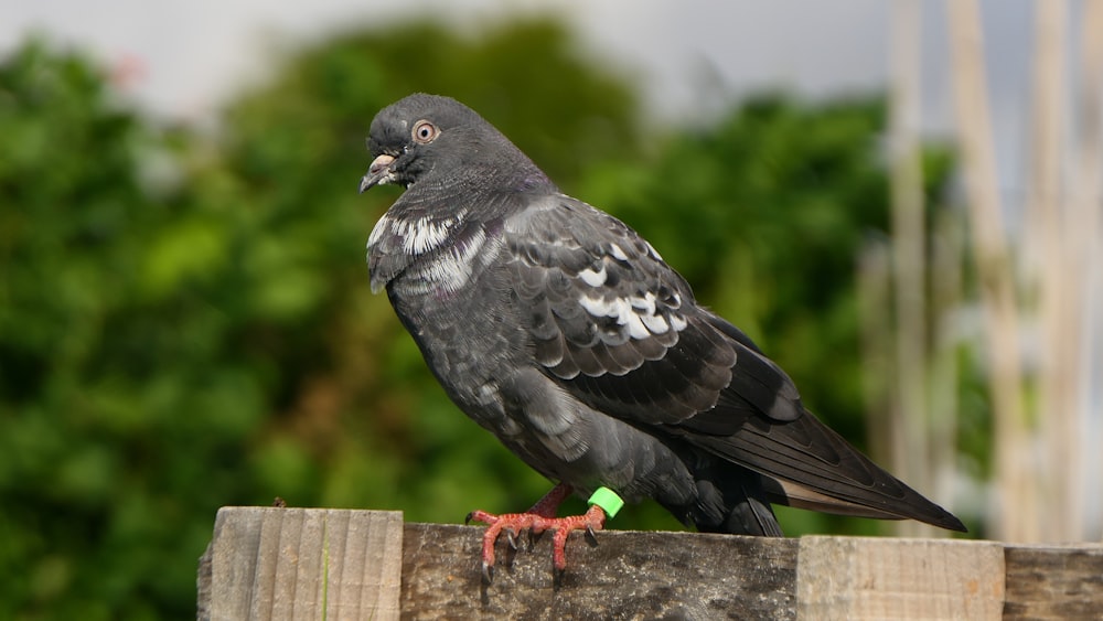 black and white bird on brown wooden fence during daytime