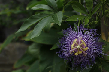 purple flower with green leaves