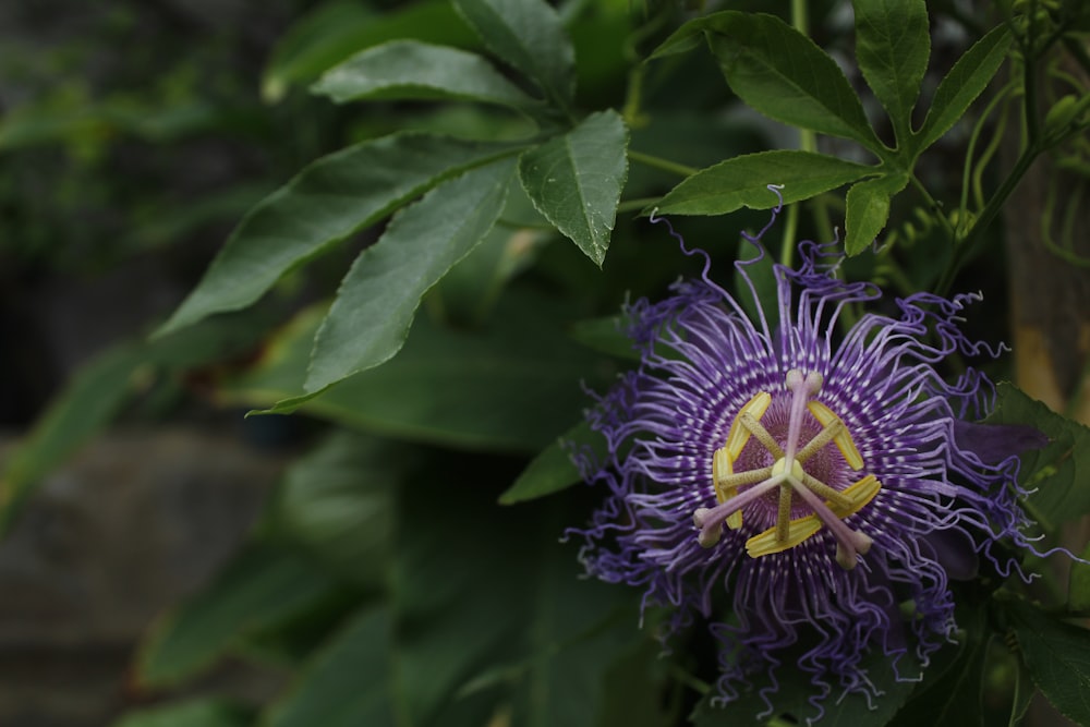 purple flower with green leaves