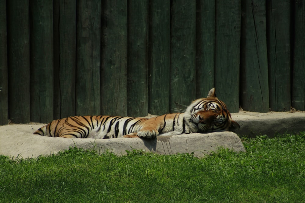 tiger lying on green grass during daytime