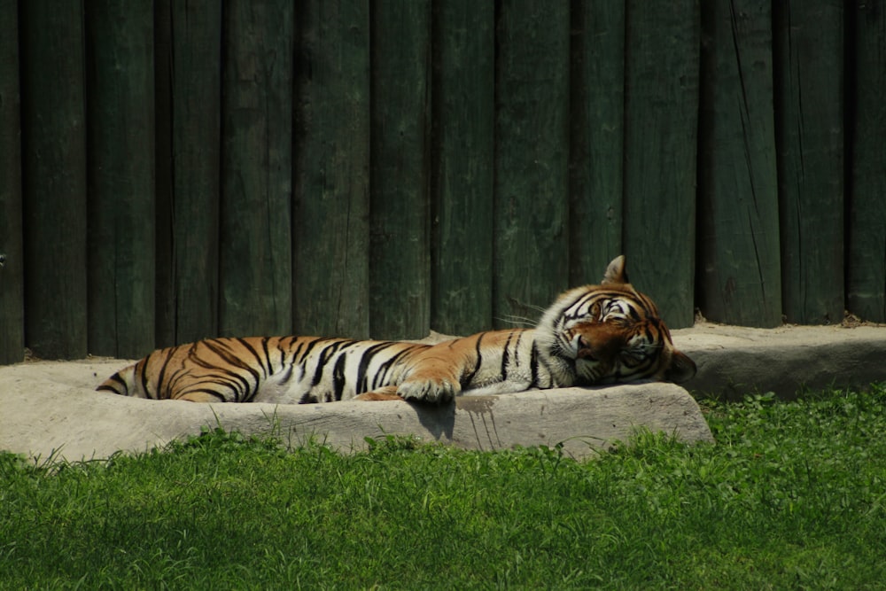 tigre sdraiata sull'erba verde durante il giorno