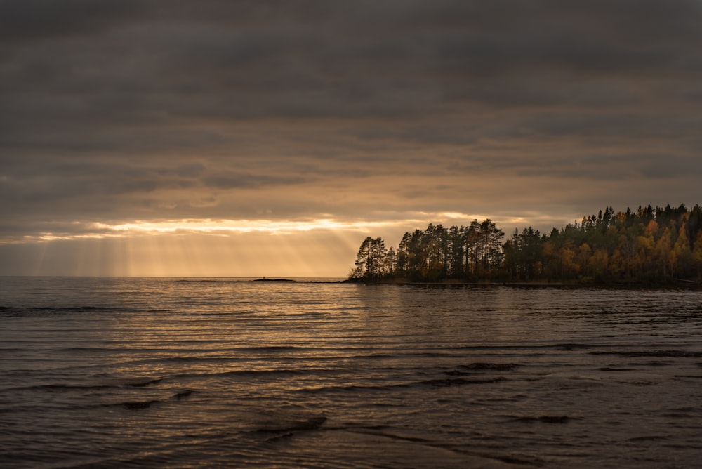 arbres verts sur l’île pendant la journée