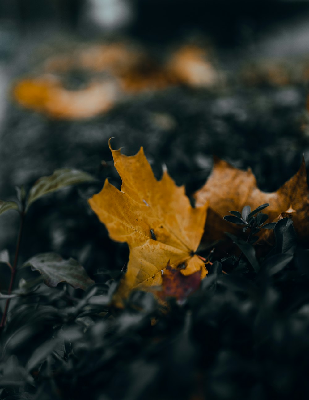 folha de bordo marrom na superfície preta