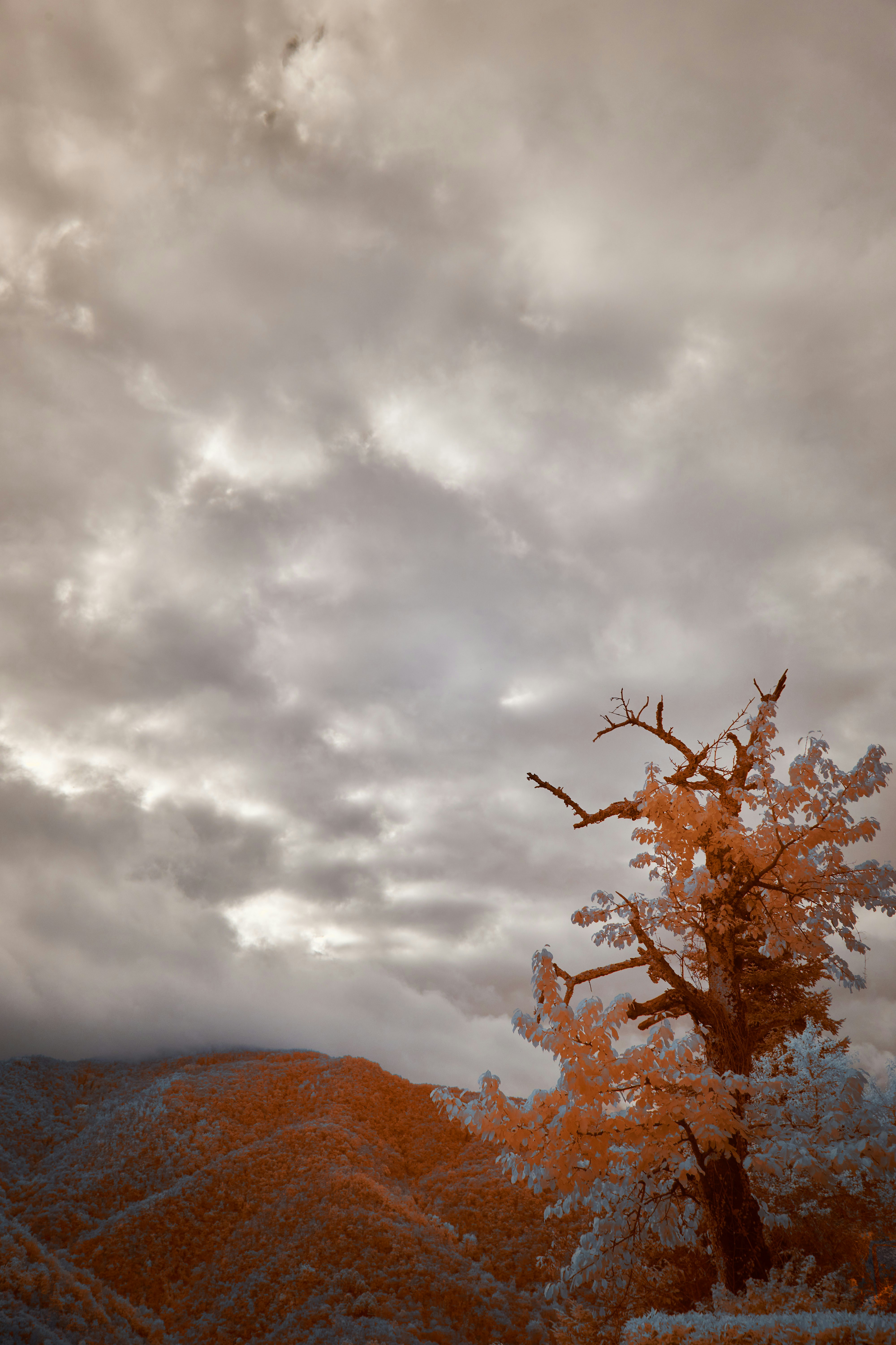 Photo by wolfgang_hasselmann