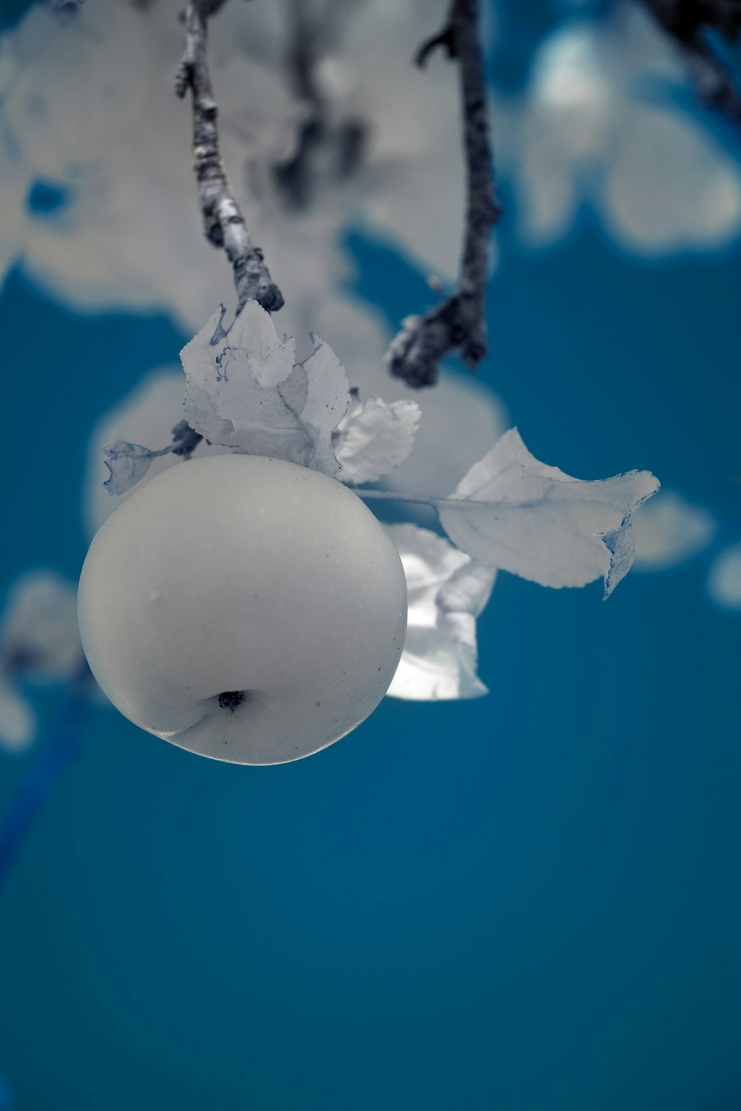 white round ornament on brown tree branch