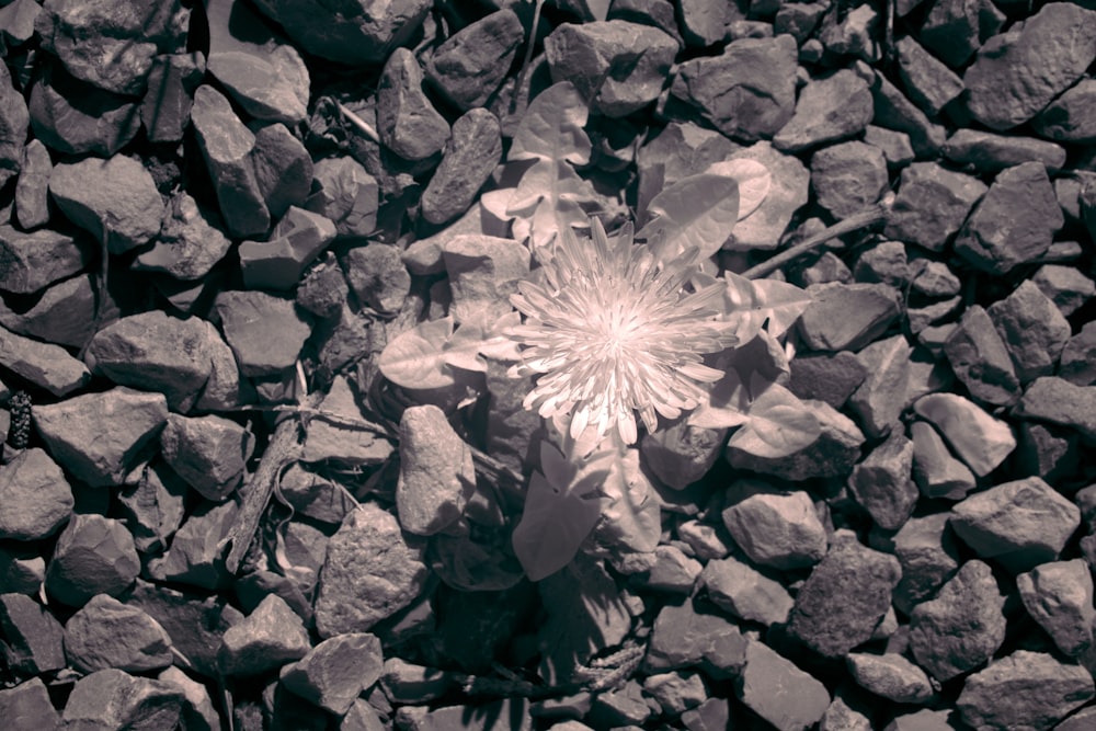 grayscale photo of flower on rocks